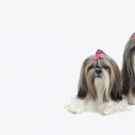 Shihtzu Shop
