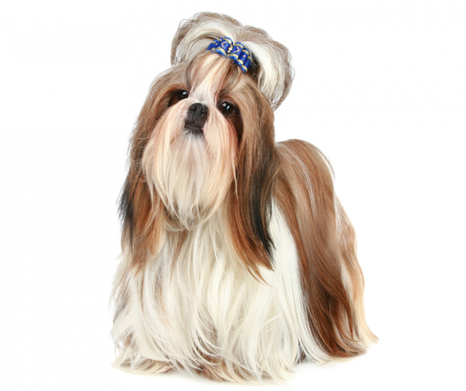 shih tzu